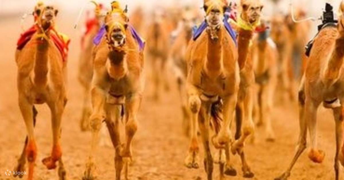 2 Hour Royal Camel Racing in Dubai Klook